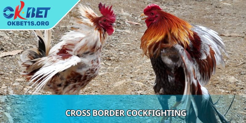 Cross Border Cockfighting Reveals Tips To Win Every Match