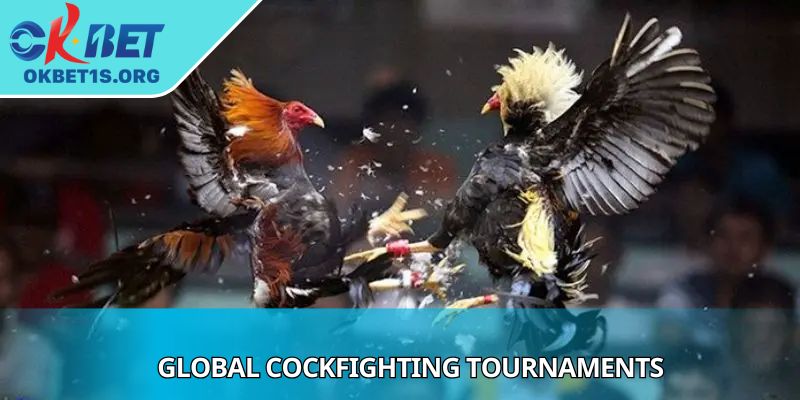 Global Cockfighting Tournaments Highlight Key Betting