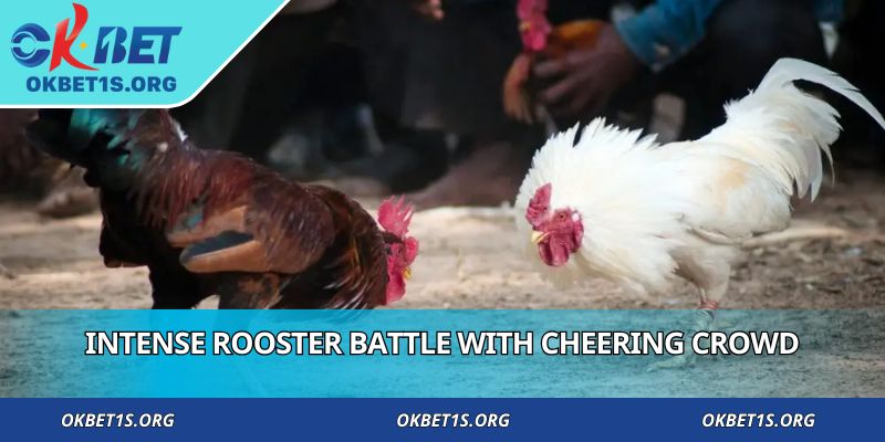 Intense rooster battle with cheering crowd
