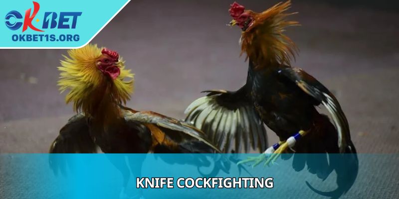 Knife Cockfighting Provides Expert Advice For Gamers