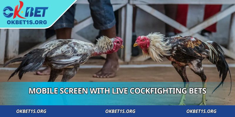 Mobile screen with live cockfighting bets