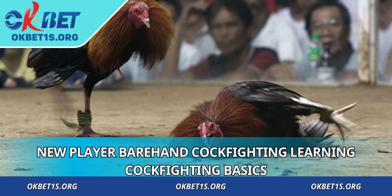 New player Barehand Cockfighting learning cockfighting basics