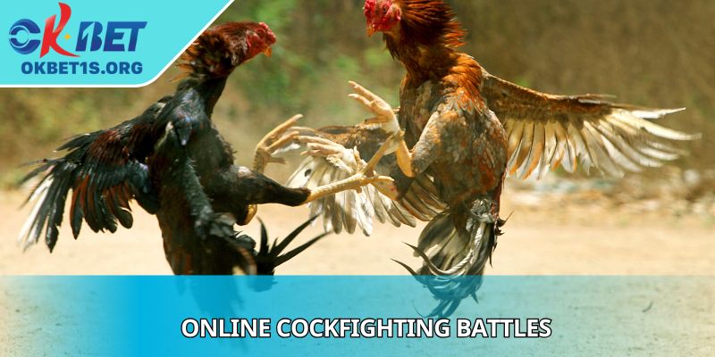 Online Cockfighting Battles Reveal Secrets For Big Wins